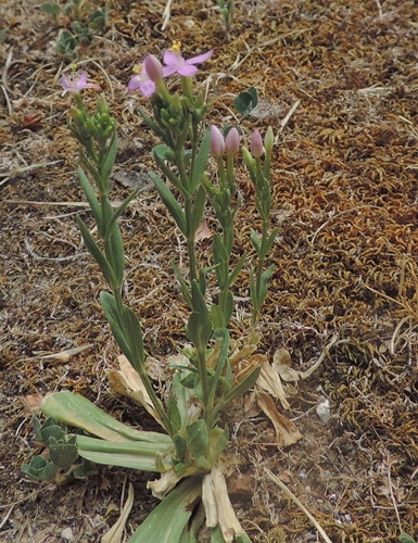 dal mio giardino - Centaurium erythraea